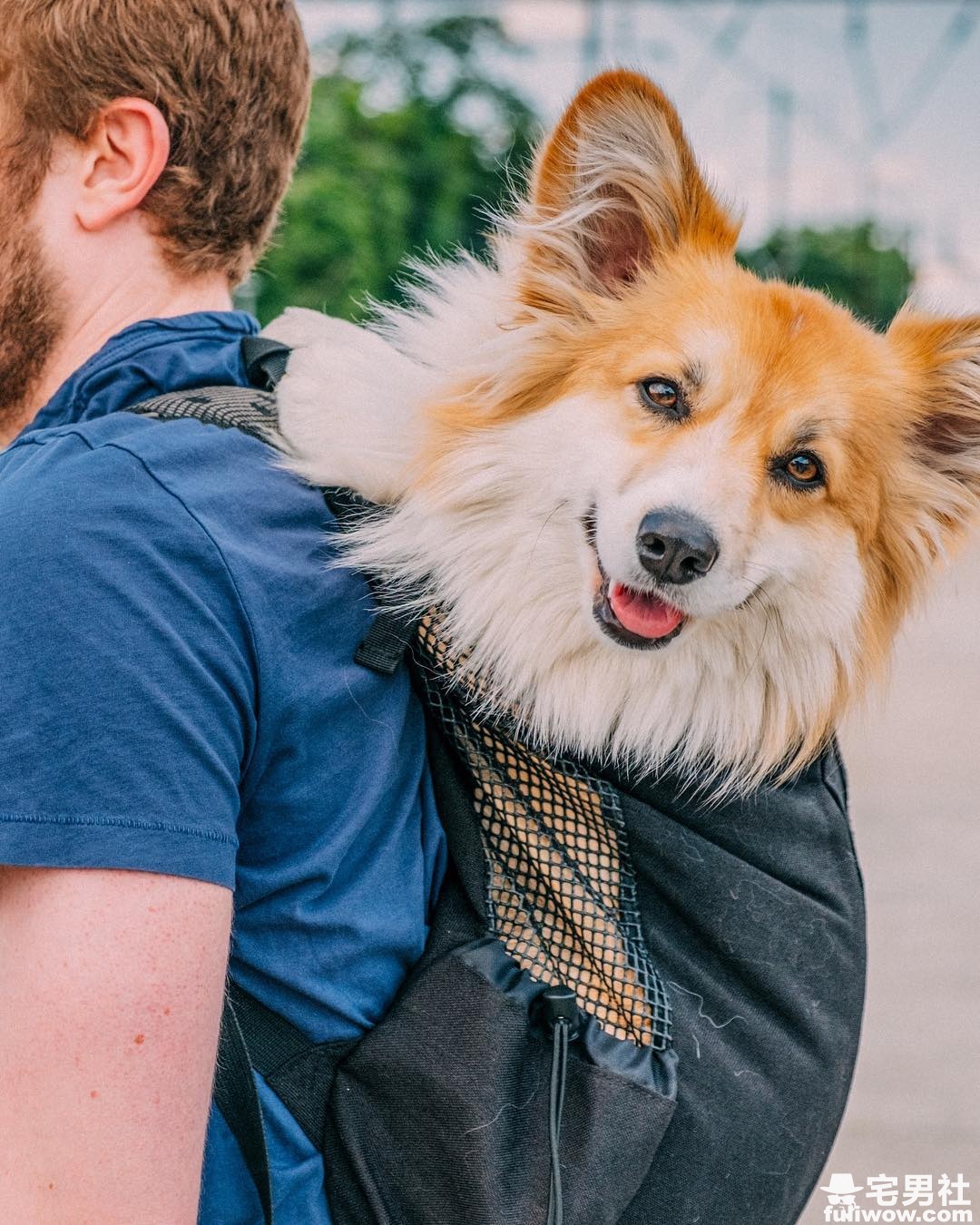 突然某一天《柯基化身成电影主演》,身为狗奴的你当然要支持一下!-伊尤台